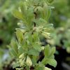 Borealis Honeyberry - Image 3
